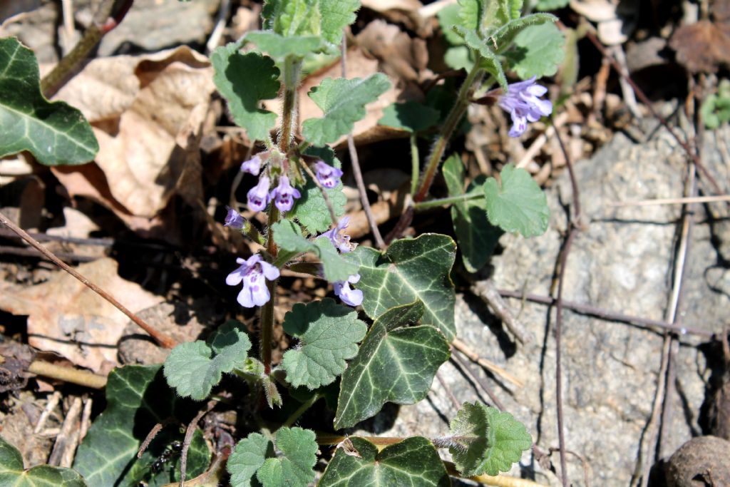 Glechoma hederacea